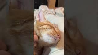 Rescue Cat Loves Scratches, Cuddly Orange Cat from @catcafemaui Lives Best Life in New Home #cats