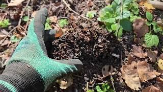 We took the Dog Kubik to the forest to dig the roots of the fern, and he ran away after the fox