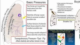 Respiratory Physiology Part 1