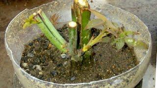#DreamNeverSpeak Grow rose plant from cutting 