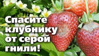 Обработка клубники от болезней  Биологическая защита и лечение