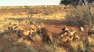 Wild dogs vs Warthog (Not for sensitive viewers)