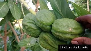 SODOM'S APPLE - SODOM'S MILKWEED (Calotropis procera) - ITAL IS VITAL