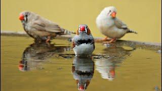 A closer look at the finch family and their unique courtship rituals