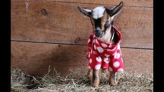 The Greatest Goat Kid PJ Party Ever!