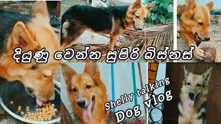 දියුණු වෙන්න සුපිරි බිස්නස් |dog vlog| shelly talking |german shepherd #dogvlog #doglover #funny