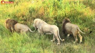 Какие толстые худые львы Тайгана - в одно окно смотрели двое!  Lions life in Taigan.