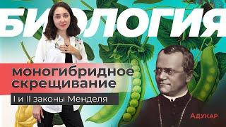 Моногибридное скрещивание. 1 и 2 закон Менделя | Биология ЕГЭ, ЦТ