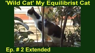  Wild Cat: My Equilibrist Cat on the Railing of the Balcony - Ep. # 2 Extended 