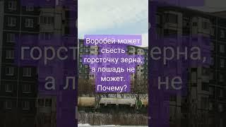 #логика #ЛогическиеЗадачи #logic #софизм #СиниеКамни