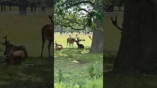 Richmond park London UK