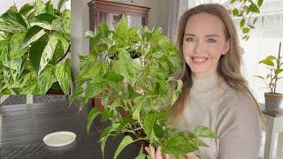 Marble Queen Pothos Care Tips