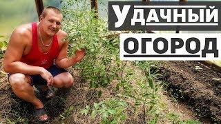 Удачный огород, обзор дачного участка 2020 и наша теплица