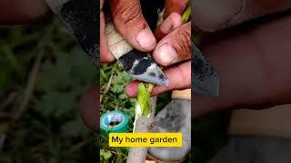 Amazing Grafting Skill // Fruit Tree Grafting.