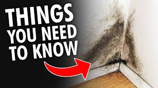 5 Things you NEED to KNOW About Mold and Mildew!
