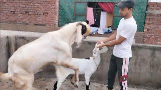 LOVE Of Animals Amazing goat meeting groups l #animals #shorts #viral #trending #goat #best