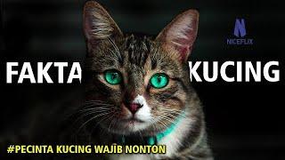 9 Fakta Menarik Tentang Kucing Yang Kalian Beluam Tahu!