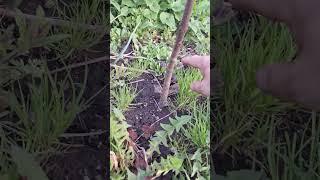 павлония на даче, побеги, и какая часть свола не вымерзла
