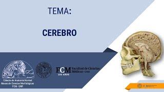 Sistema Nervioso. Cerebro