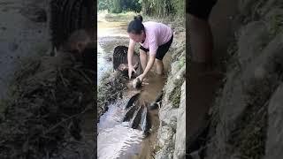wow Super best Fishing at farm fishing with Phann Phuy Fishing