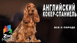 Английский кокер-спаниель - Все о породе собаки | Собака породы английский кокер-спаниель