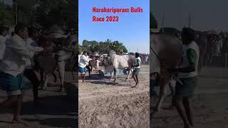 Naraharipuram Bulls Race 2023 #naraharipuram @nhpentertainments