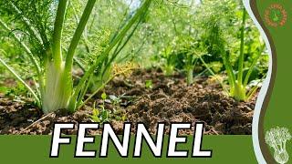 Everything About FENNEL Plant in 1 Minute (Foeniculum vulgare)