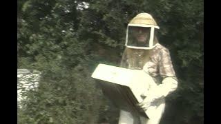 NewsChannel 8 Tulsa story from the archives: Bee story from August 1985