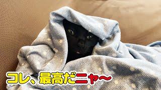 おにぎり猫