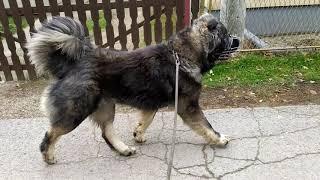 GARANT BEZOPASNOSTI 16months ,Caucasian shepherd dog