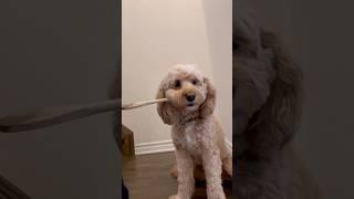 Mini Cockapoo Has Funny Reaction to Feeding Her Dad 