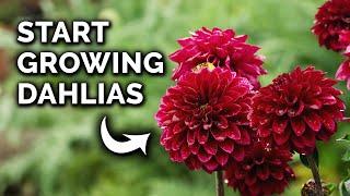 How to Plant Dahlia Tubers From Start to Finish