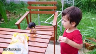 Black bird in our garden with Alex Prin Braun. ( 2 years 5 months old)