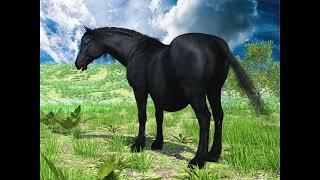 Animation test - Friesian horse's belly A