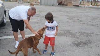 Tatil dönüşü iki yaramaz köpek gördük onlar sevimli ve oyuncular Fatih Selim izlerken çok eğlendi