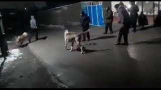 Ит уруштириш оқибати. Собачий бой. #funny #dog