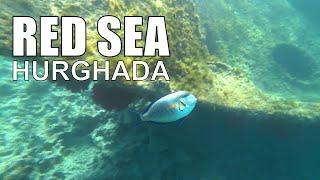 Red sea Egypt Hurghada Snorkeling