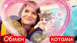 Обмен котами