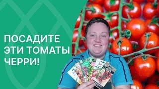 Самые сладкие и урожайные томаты Черри!