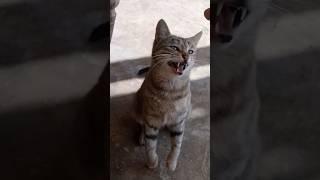 Skinwalker disguised as cat #skinwalker #animals #funny
