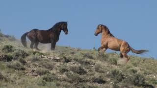 Wild Mustangs in America Wild Horses Stallions Fighting and Mares by Karen King