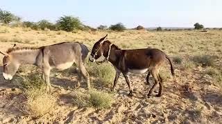 Donkey first Mating|| Big Donkey vs Small Donkey Mating Process