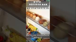 НЕ УСПЕВАЕМ СЪЕДАТЬ ЯЙЦА! ПРИДЁТСЯ РАЗДАТЬ ПО СОСЕДЯМ #дача #diy #home #дом #куры #несушки