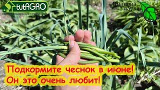 ЧЕСНОК ЭТО ОБОЖАЕТ! Чем подкормить чеснок в июне. Чеснок стрелкуется. Укрупнение головки чеснока.