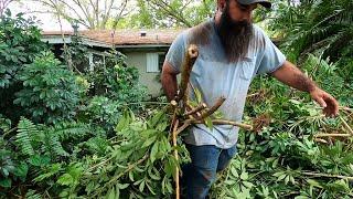 AFTER his PARENTS PASSED AWAY he WATCHED the HOUSE HE BUILT with his FATHER be RECLAIMED by NATURE