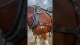 Horse  #horse #ballarat #australia #melbourne #animals #￼carriage #sovereignhill