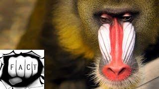 Top 10 Most Amazing Monkeys In The World