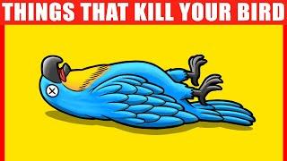 These 15 Things Can KILL Your Bird (Parrots, Parakeets, and Others)