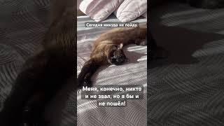 70Жизнь в ЭстонииСегодня никуда не пойду! #shorts #cat #funnyshorts