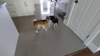 Dogs mating